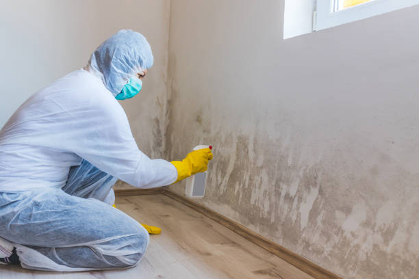 Licensed Black Mold Removal service in Church Hill, PA - WQB Mold Removal