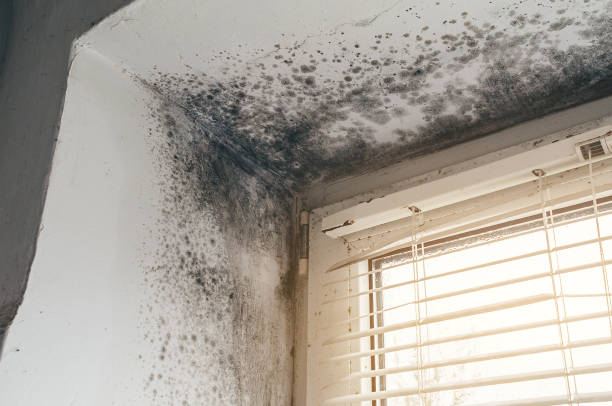 Affordable Black Mold Removal solutions in Church Hill, PA