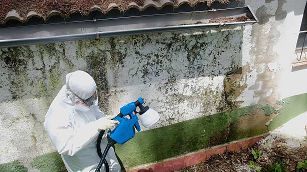 Top rated local Black Mold Removal specialists in Church Hill, PA